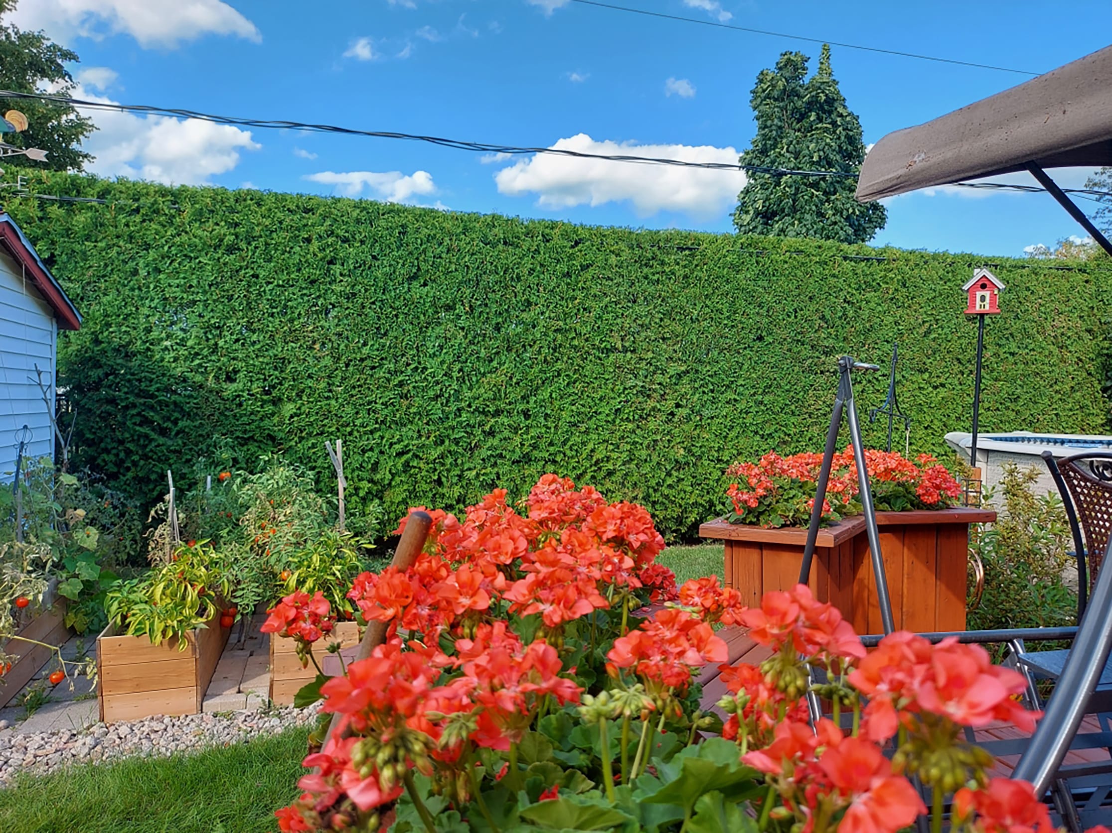 Geranium Saint-Bruno