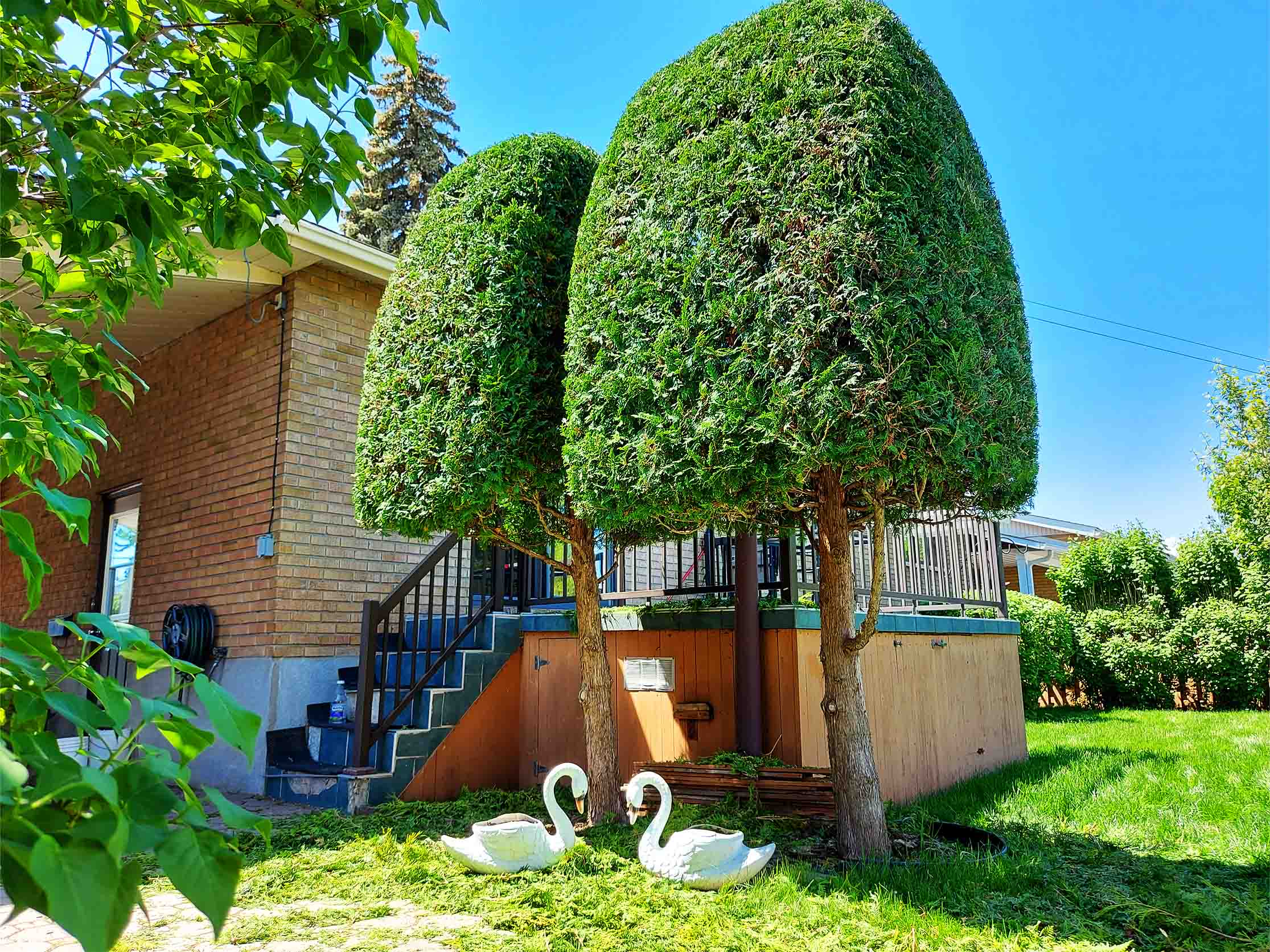 Taille cèdres Saint-Bruno